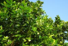 Jak pachnie Nag Champa?