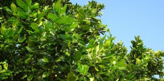 Jak pachnie Nag Champa?