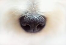 Z czego zrobić nos renifera?