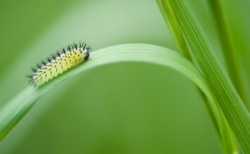 Ile kosztuje 1m3 desek w tartaku?