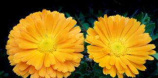 Ile kosztują kalendarze adwentowe z Rossmanna?