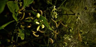 Ile trwa pobyt w szpitalu po usunięciu kamieni?