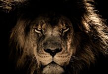 Który król przyniósł złoto?