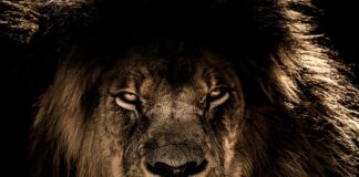 Który król przyniósł złoto?