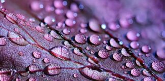 Co oznacza kolor fioletowy w Adwencie?