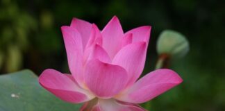 Jak się mówi po angielsku kabel?