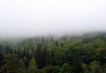 Jak najlepiej zasłonić okna przed słońcem?