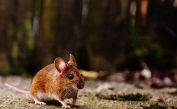 Czy mysz wejdzie po rynnie?