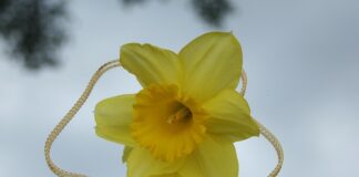 Czy w Polsce można znaleźć szmaragdy?