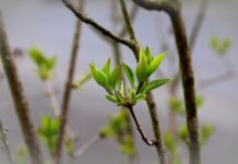 Jak smakują kiełki? Jak smakują kiełki?