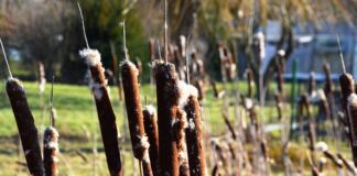 Jak jest po niemiecku kabel?