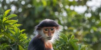 Ile jest rodzajów kamieni?