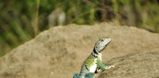 Czym jest pało santo?