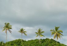 Co posadzić przy placu zabaw?