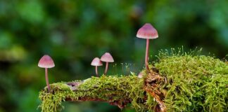 Jakie są rodzaje kamieni?