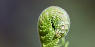 Czy można jeść kiełki z siemienia lnianego?