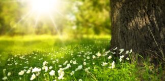 Ile kosztuje metr laty dachowej?