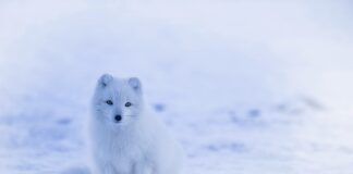 Ile kosztuje biały kamień?