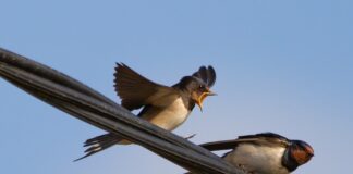 Ile kw na przewodzie 15?