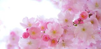 Co oznacza różowy kolor 3 świecy?