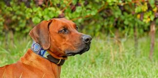 Czy pies może nosić obrożę cały czas?