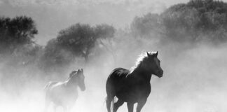 Dlaczego warto palić kadzidła?