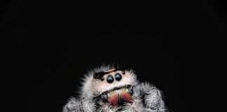 Co lepsze pasy tapicerskie czy sprężyny?