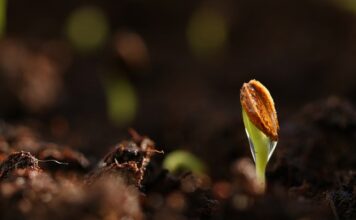 Jak długo kiełkują kiełki w kiełkownicy? Jak długo kiełkują kiełki w kiełkownicy?