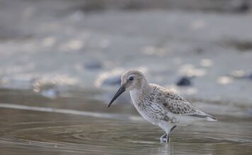 Co zamiast brodzika pod prysznic?