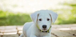 Co dla psa który ciągnie?