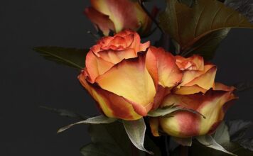 Co można zrobić do jedzenia na walentynki?